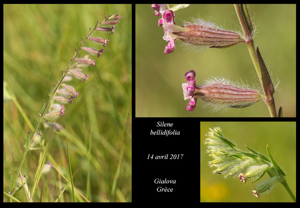 Silene-bellidifolia