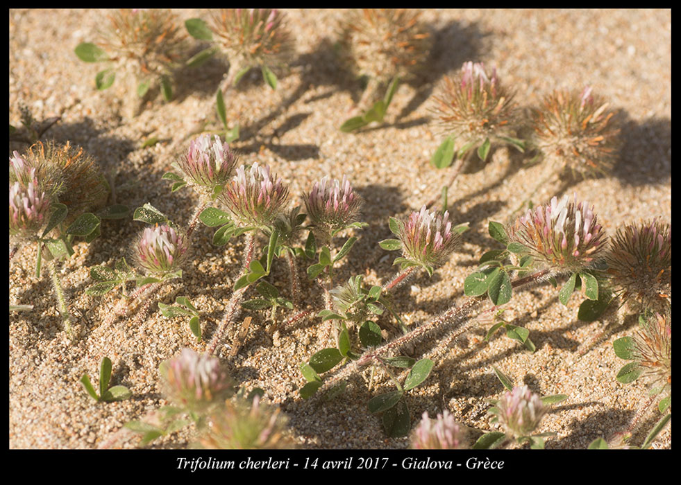 Trifolium-cherleri