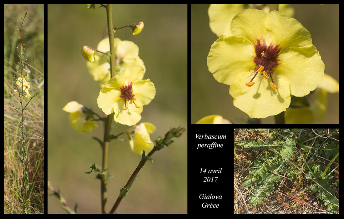 Verbascum-peraffine