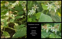 Symphytum-creticum