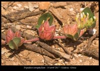 Tripodion-tetraphyllum