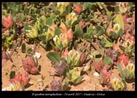 Tripodion-tetraphyllum2