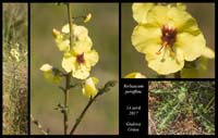 Verbascum-peraffine