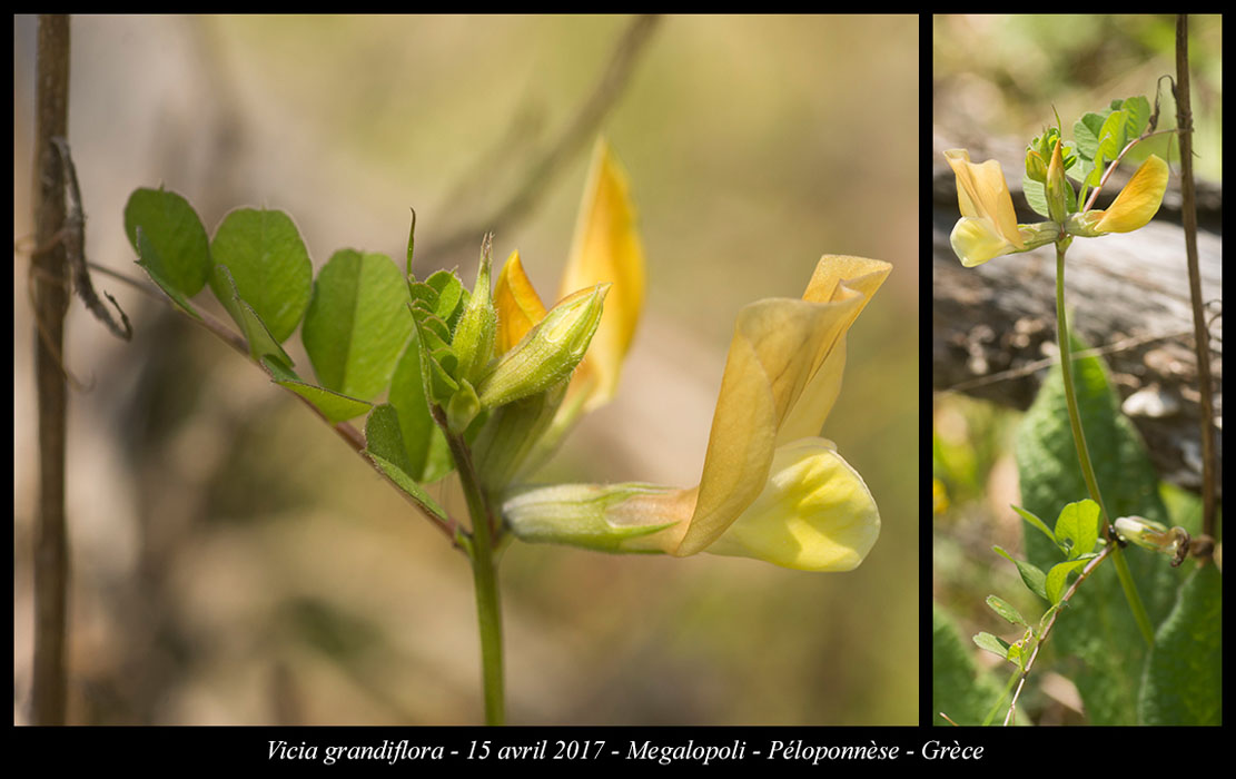 Vicia-grandiflora