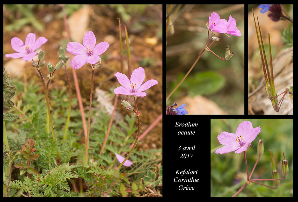 Erodium-acaule