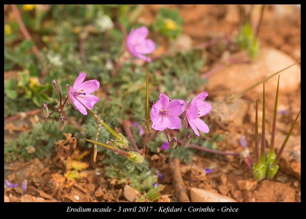 Erodium-acaule2