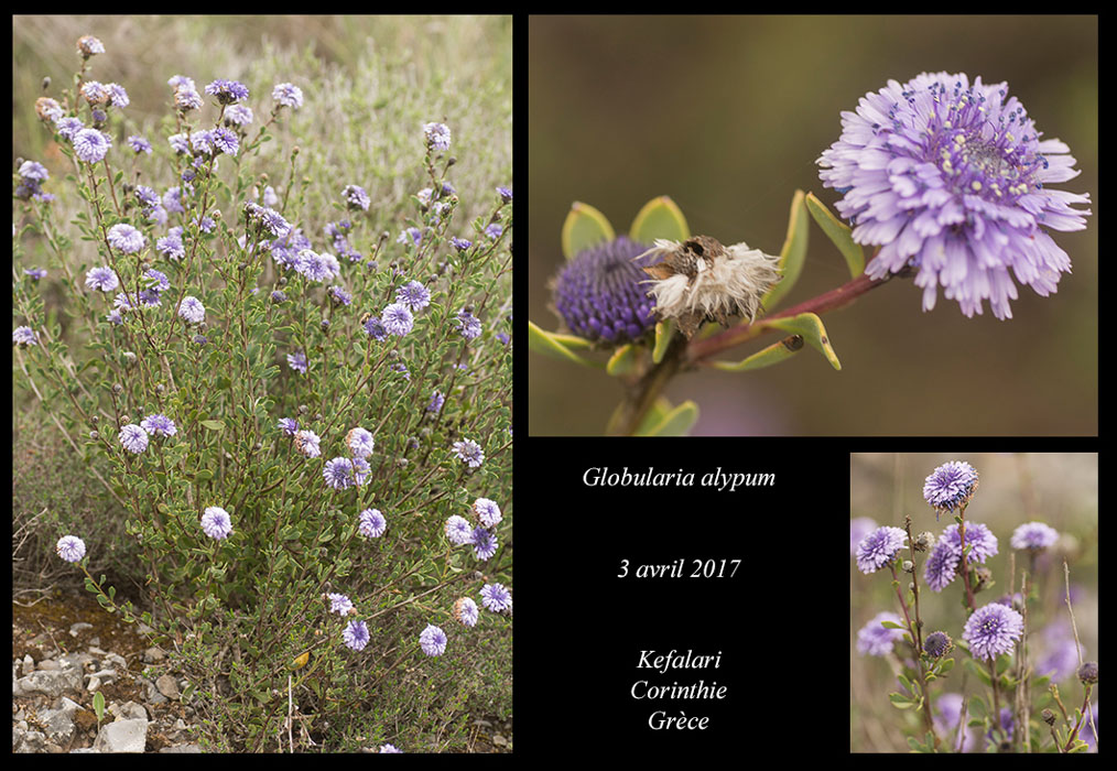 Globularia-alypum