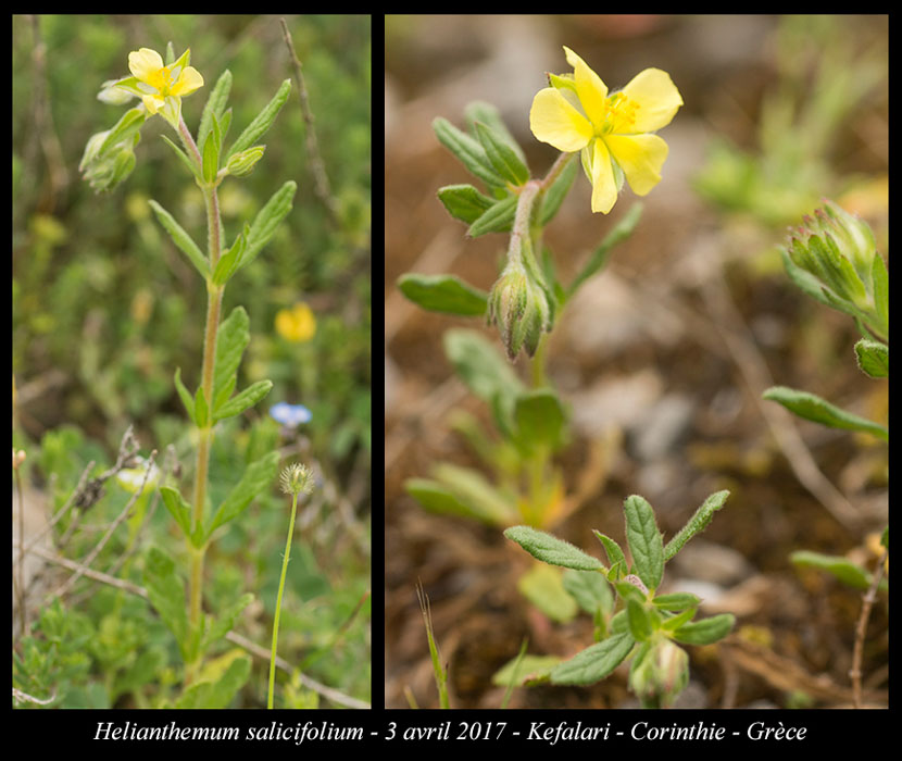 Helianthemum-salicifolium
