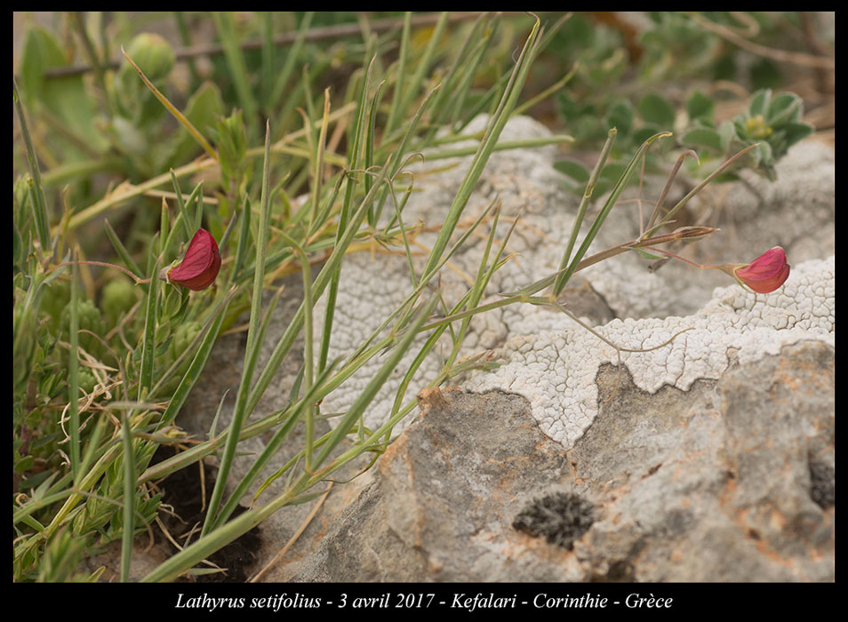 Lathyrus-setifolius