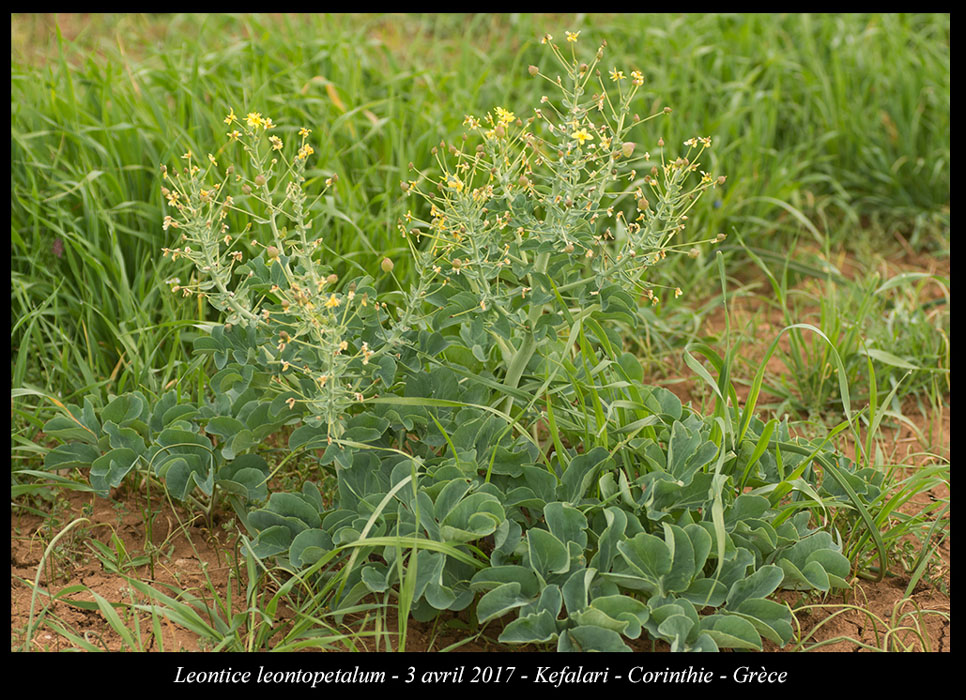 Leontice-leontopetalum3