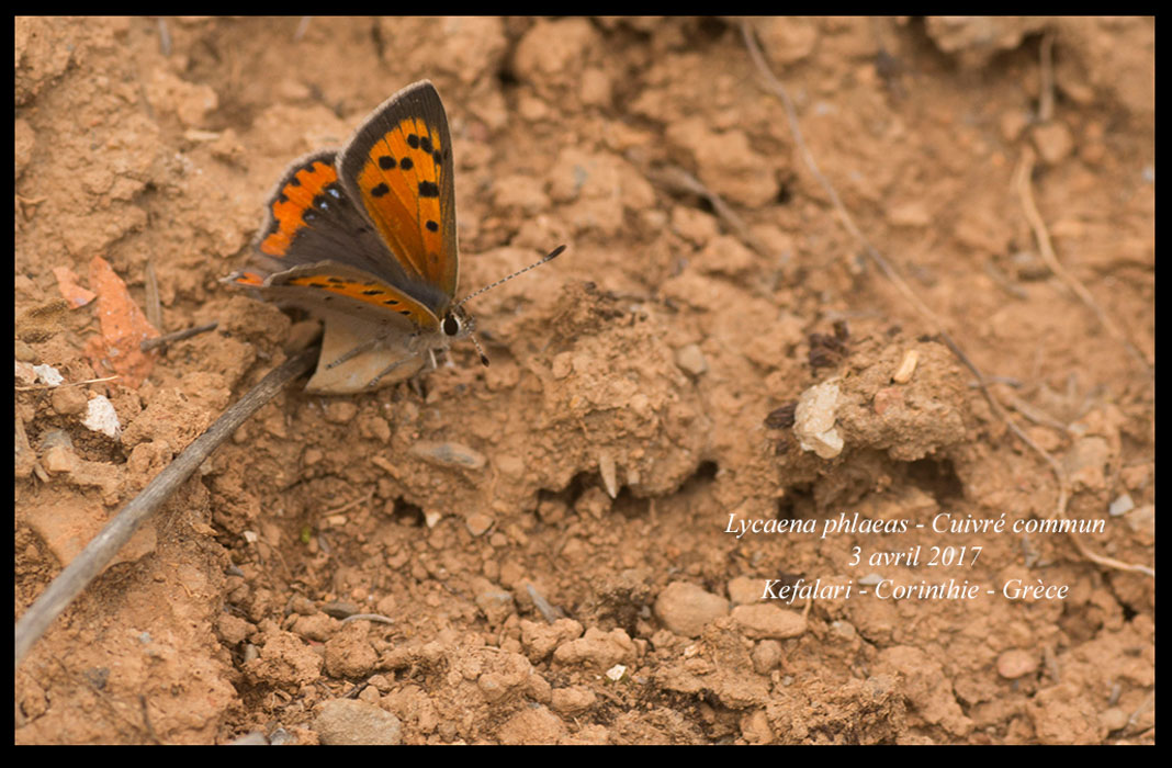 Lycaena-phlaeas