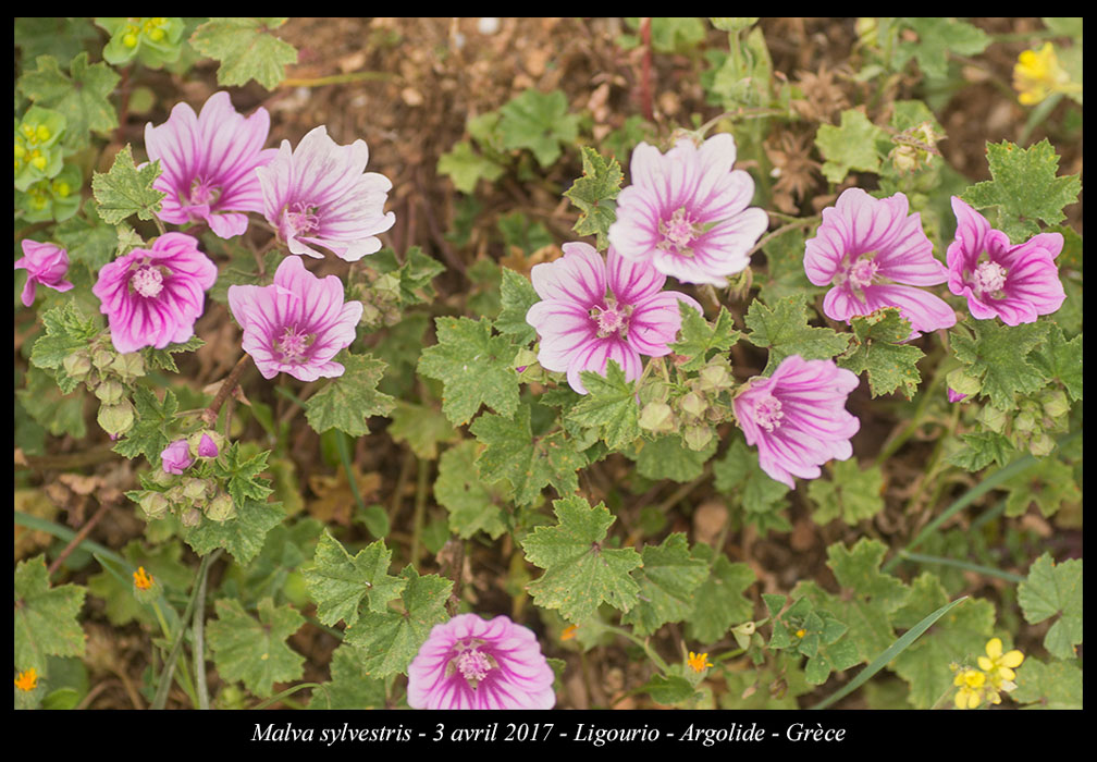 Malva-sylvestris