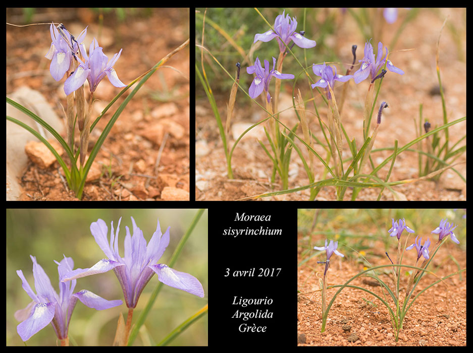 Moraea-sisyrinchium2