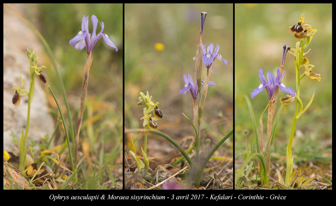 Ophrys-aesculapii-&-Moraea-sisyrinchium