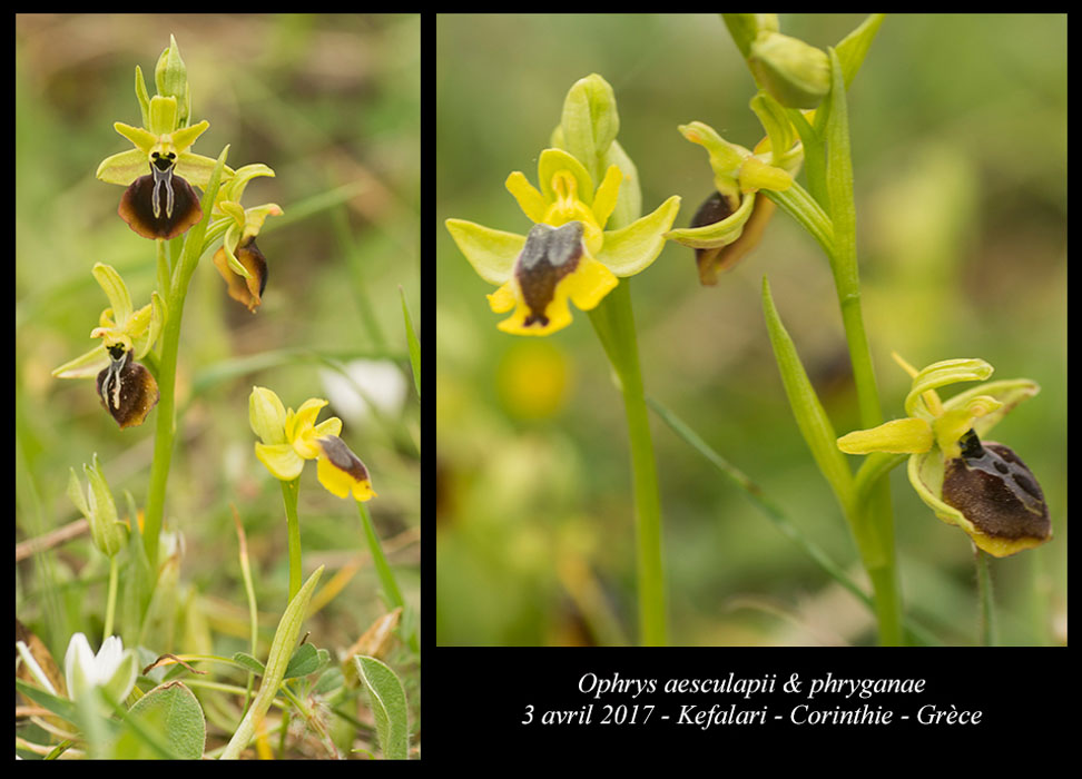 Ophrys-aesculapii-&-phryganae