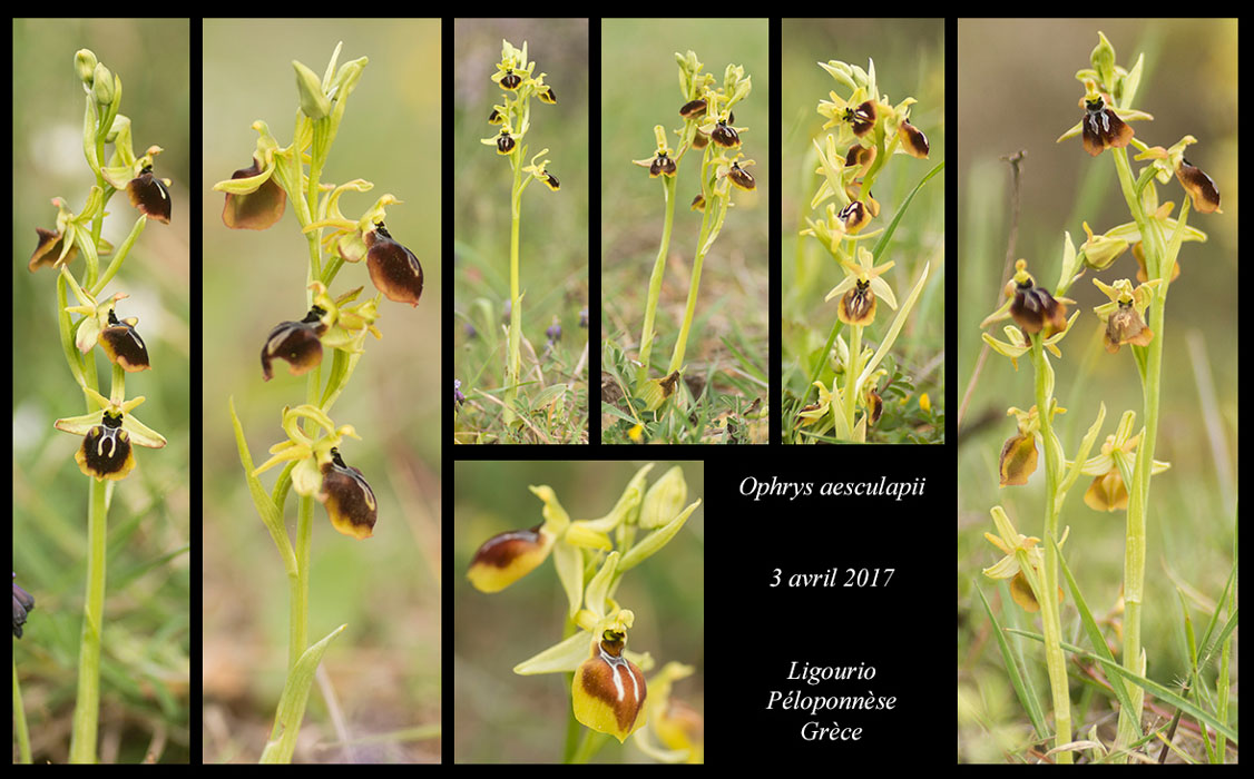 Ophrys-aesculapii5