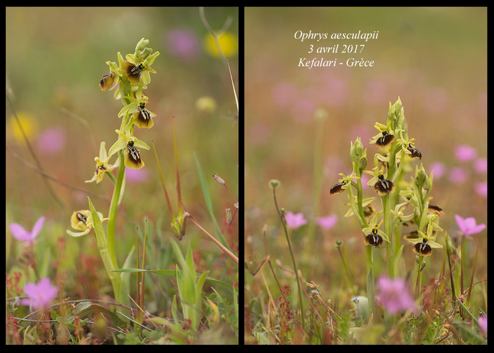 Ophrys-aesculapii6