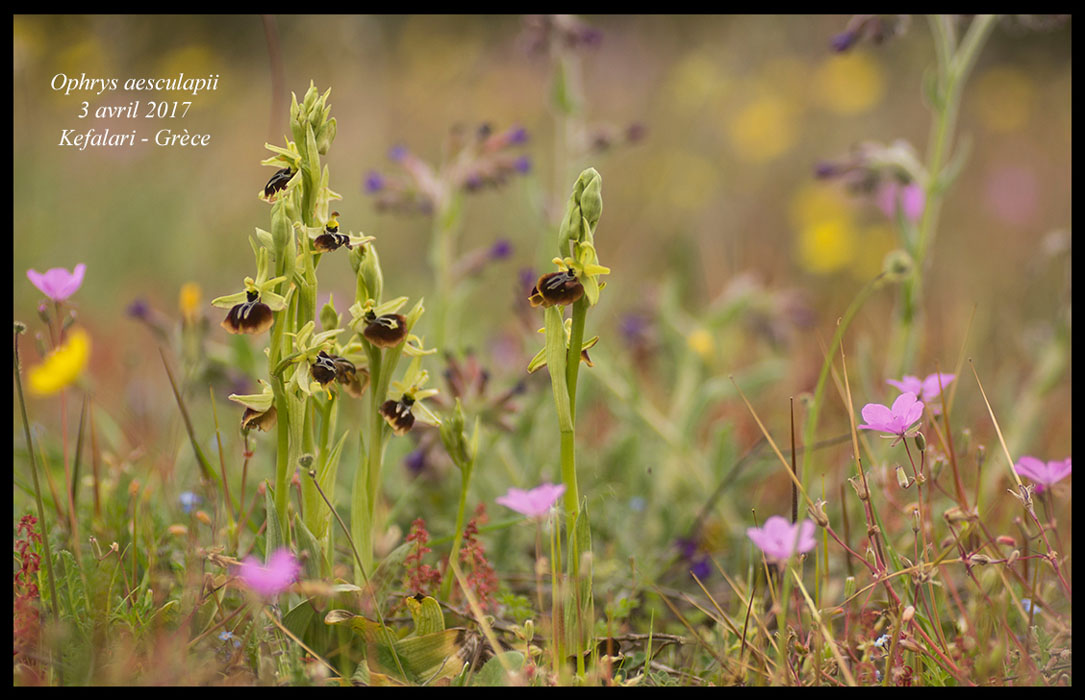 Ophrys-aesculapii7