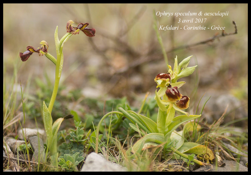 Ophrys-speculum-&-aesculapii