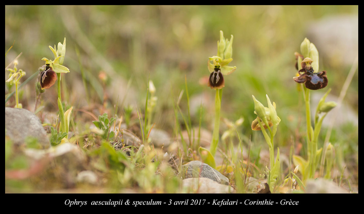 Ophrys-speculum-&-aesculapii2