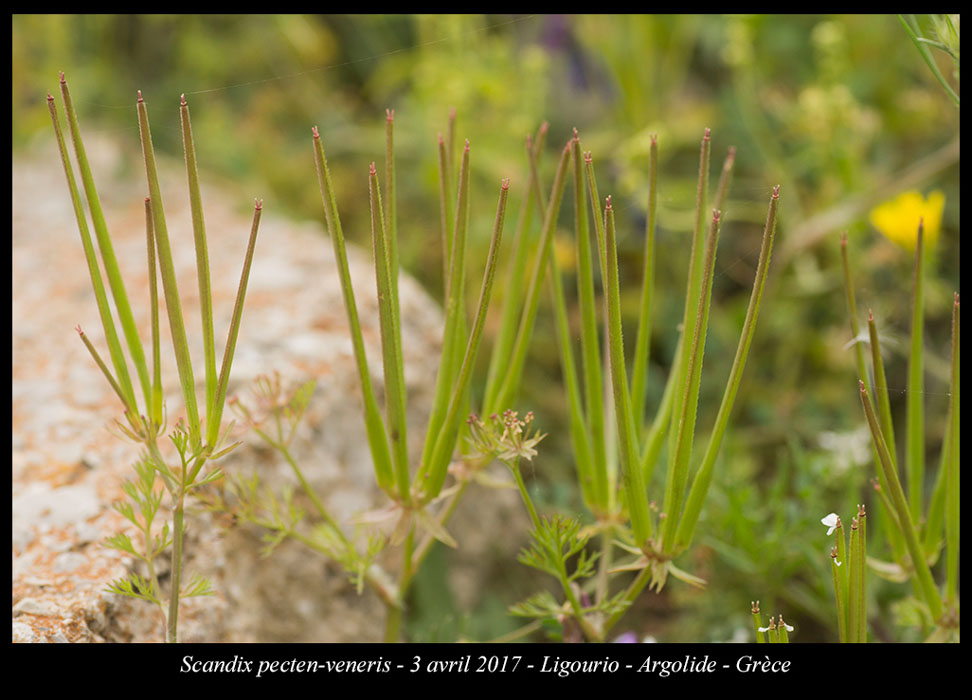 Scandix-pecten-veneris