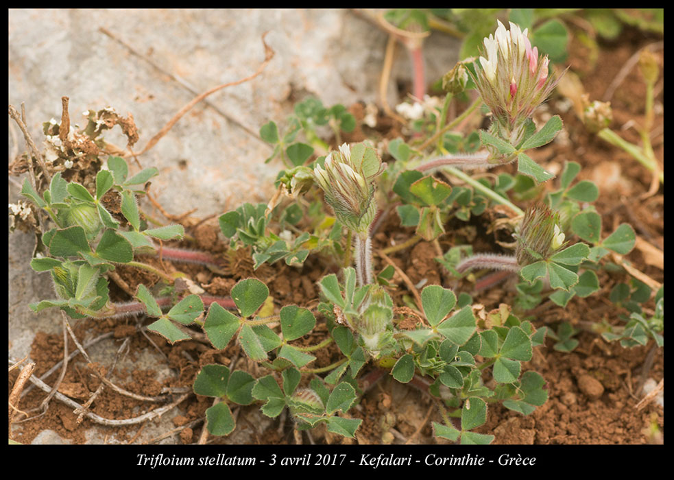Trifloium-stellatum