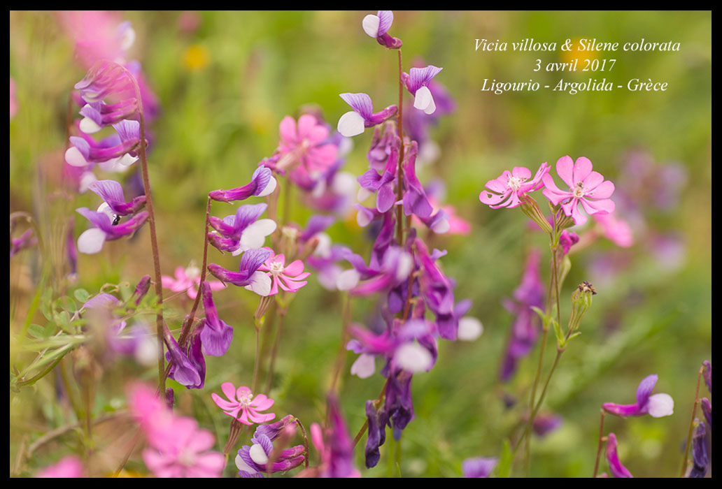 Vicia-villosa-&-Silene-colorata