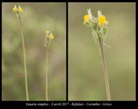 Linaria-simplex