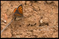 Lycaena-phlaeas