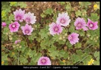 Malva-sylvestris