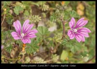 Malva-sylvestris2