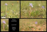 Moraea-sisyrinchium