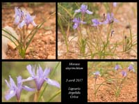 Moraea-sisyrinchium2
