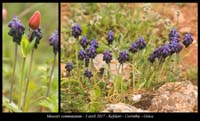 Muscari-commutatum