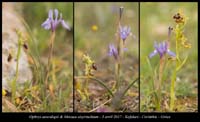 Ophrys-aesculapii-&-Moraea-sisyrinchium