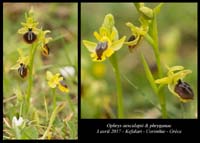 Ophrys-aesculapii-&-phryganae