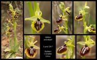 Ophrys-aesculapii