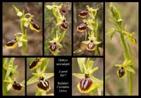 Ophrys-aesculapii2