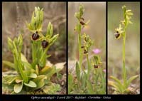 Ophrys-aesculapii3