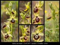 Ophrys-aesculapii4