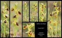 Ophrys-aesculapii5