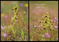 Ophrys-aesculapii6