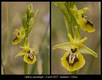 Ophrys-aesculapii8