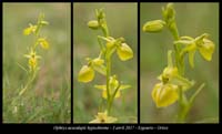 Ophrys-aesculapii9