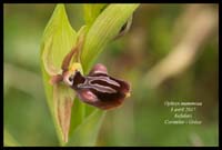 Ophrys-mammosa