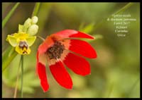 Ophrys-sicula-&-Anemone-pavonina
