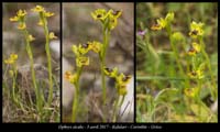 Ophrys-sicula