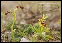 Ophrys-speculum-&-aesculapii