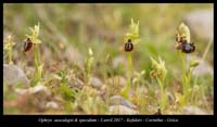 Ophrys-speculum-&-aesculapii2