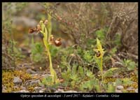 Ophrys-speculum-&-aesculapii3